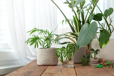 Plants sitting on table
